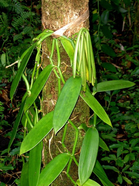 VanillaPlanifolia