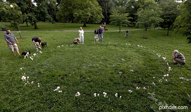 Park goers examine a ring of mushrooms sprouting in Schiller Park July 10, 2013. The ring of mushrooms are known as a fairy ring. (Dispatch photo by Eric Albrecht)