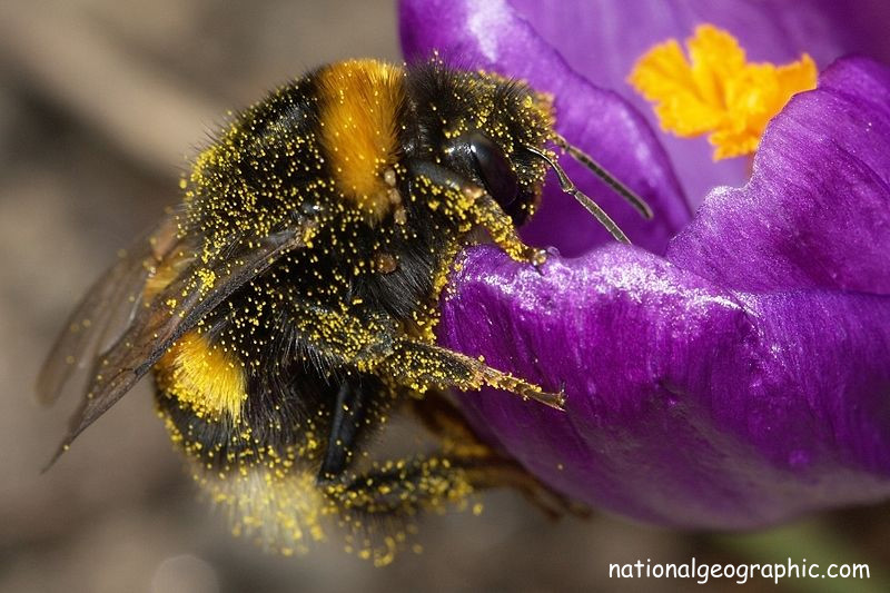 蜜蜂如何採集花粉